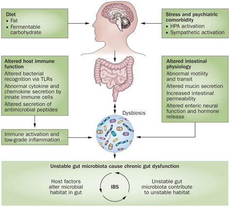 The Neuroendocrine System Of The Gut And The Brain Gut Axis Sjfm