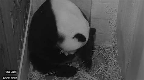 Panda Cam 11 8222015 53604 Pm 2 Giant Panda Mei Xi Flickr