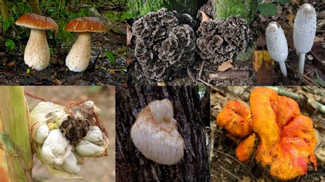 The 12 Best Edible Fall Mushrooms Meateater Cook Edible Wild