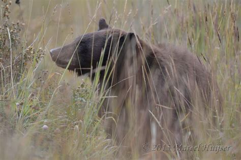 Marcel Huijser Photography Rocky Mountain Wildlife Black Bear Ursus
