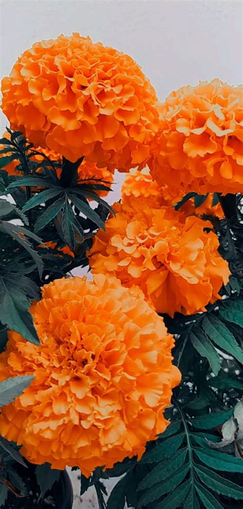 Cempasúchil Marigold Aesthetic Wallpaper Flowers Photography