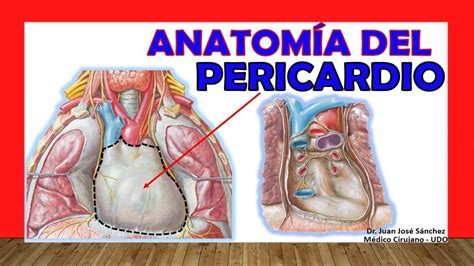 Pericardio Anatomia F Cil R Pido Y Sencillo Youtube