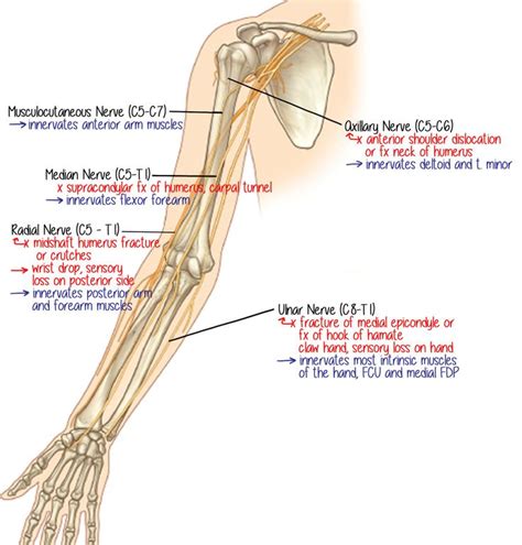 Md In Training Musculocutaneous Nerve Median Nerve Axillary Nerve
