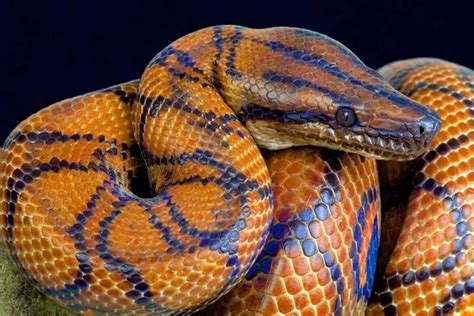 Are Brazilian Rainbow Boas Good Beginner Snakes