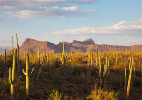 The Top 10 Sonoran Desert Tours And Tickets 2021 Phoenix
