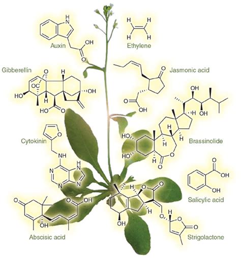 Plant Hormones Phytohormones Overall Science