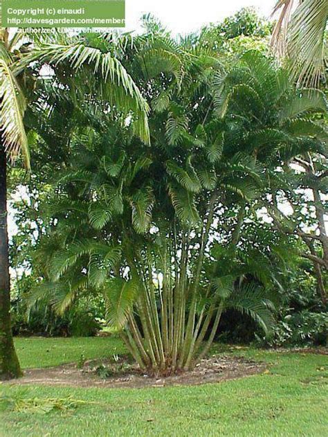 Areca Palm Trees Etsy In 2021 Tropical Backyard Landscaping Palm