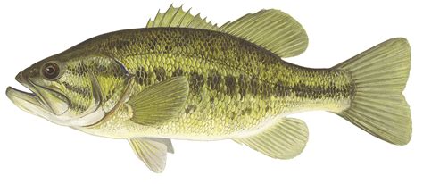 Joshua kalin with a 41 inch, 31 pound. Details: Largemouth Bass
