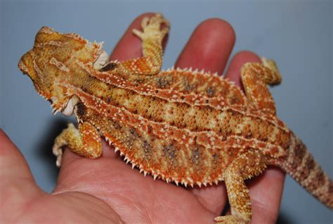 Bearded Dragon Morphs And Colours