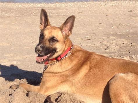Show Me Your Dogs At The Beach German Shepherd Dog Forums