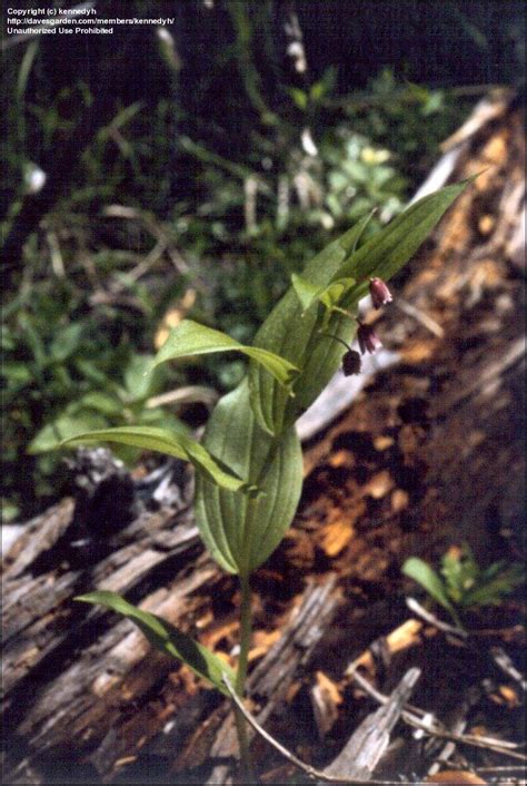 Plantfiles Pictures Streptopus Species Reveal Twistedstalk Rosy