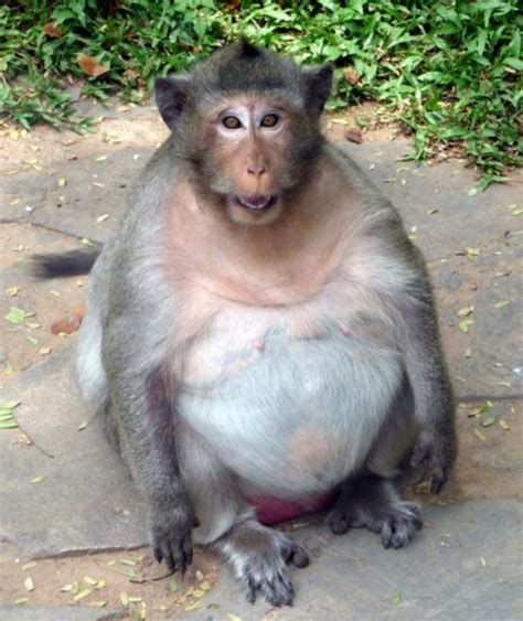 The Worlds Most Obese Monkey Lives In Phnom Penh Photo