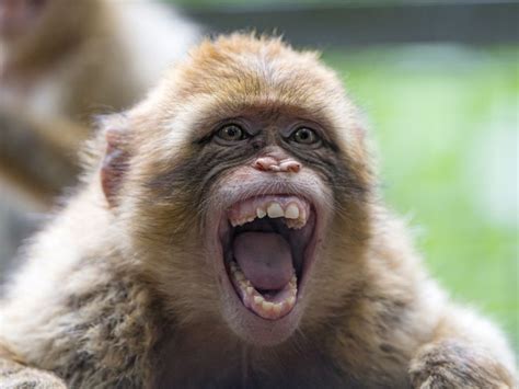 Funny Macaque With Big Open Mouth Screaming Animals Animals Funny