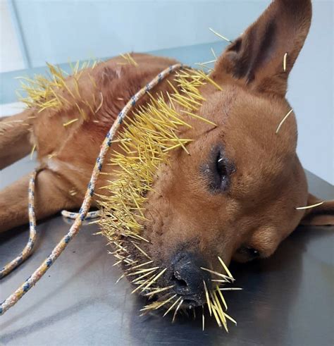 Are Porcupine Quills Harmful To Dogs