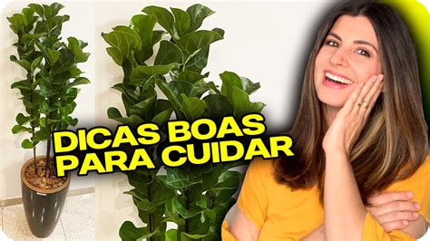 Como Cuidar Da Ficus Lyrata Em Casa E Como Replantar Youtube