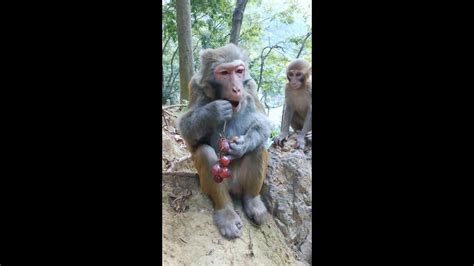 Cute And Funny Monkey Videos Compilation Youtube