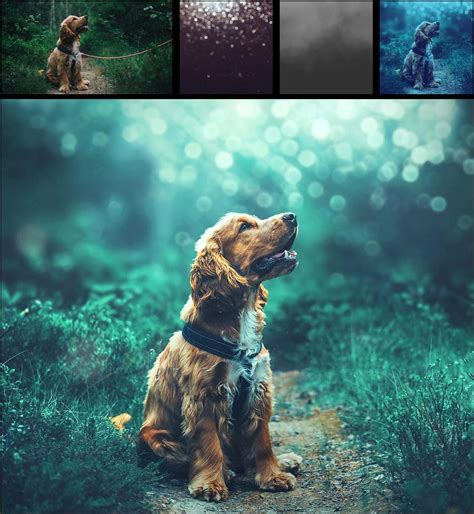 In This Photoshop Tutorial Learn How To Edit Dog Portrait And Blur