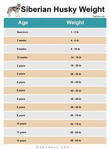 Siberian Husky Weight Chart By Age In Ib