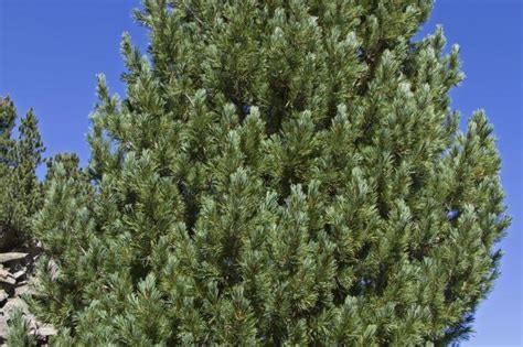 Sosna Limba Pinus Cembra Urzadzamypl