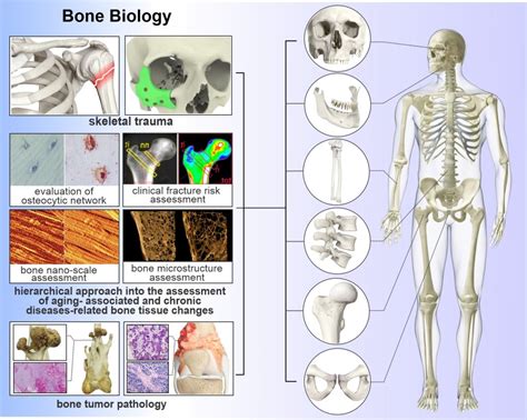 Bone Biology And Bone Pathology Center Of Bone Biology