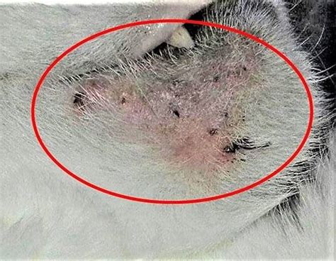 How Do I Get Rid Of And Treat My Catskittens Skin Infection