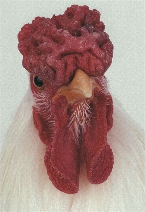 Amazing And Weird Chicken From Around The World 18 Pics