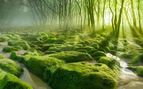73 Moss Hd Wallpapers Background Images Wallpaper Abyss