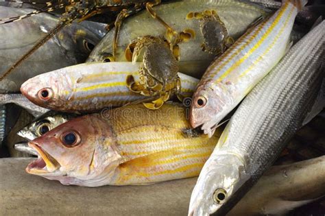 Fresh Fish Stock Photo Image Of Taiwan Pacific Nutritious 22309108