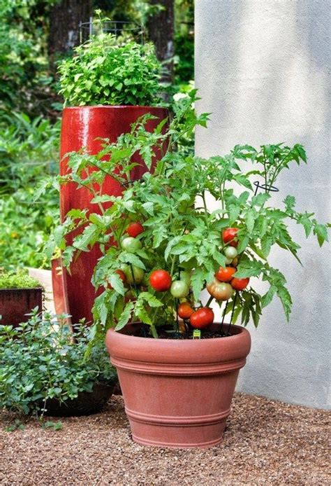 How To Plant A Garden Tomato Plant In Pot Potted Tomato Plants