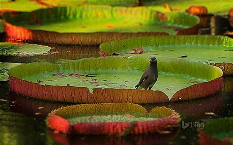 Birds On A Lotus Leaf Bing Theme Wallpaper View