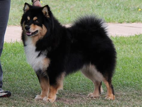 Finnish Lapphund Puppies Rescue Pictures Information Temperament