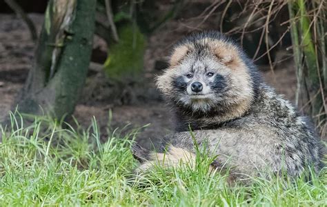 Gray And Black Pet Raccoon Dog Mangut Tanuki Canid Animal