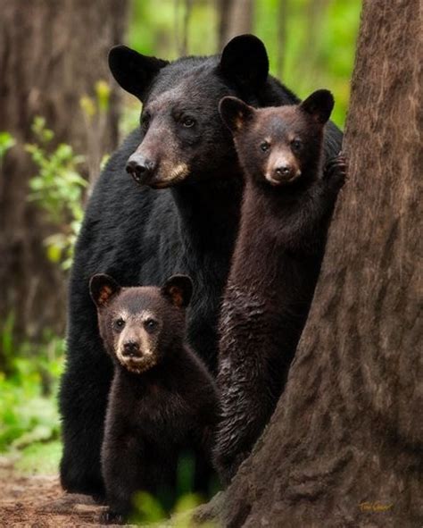 120 Best Images About Black Bears My Favorite On