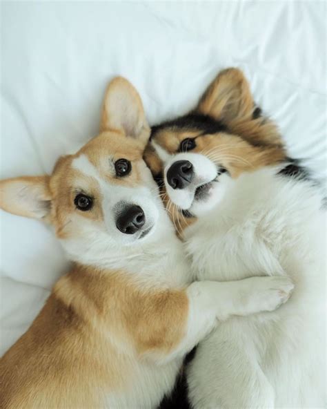 Corgi Lovers 🐾 On Instagram “staying In Bed All Day 😊 ️⁠ ⠀﻿⁠ 👫 Tag A Friend⠀﻿⁠ 👉 Follow Corgi