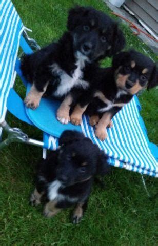 Roman is a 5 year old rottweiler mix. Golden retriever & rottweiler mix pups for Sale in Tacoma, Washington Classified ...