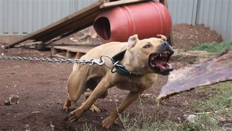 Dog Fighting Rings Queensland State Government To Meet With Rspca