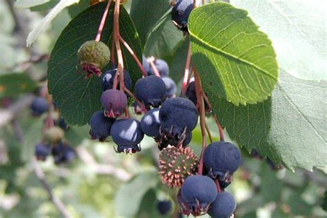 New Berry Gaining Foothold In Northern Michigan Agriculture