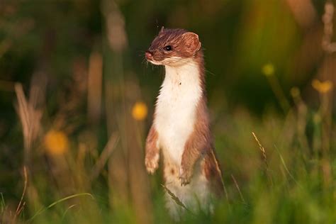 What Are The Differences Between A Stoat And A Weasel Worldatlas