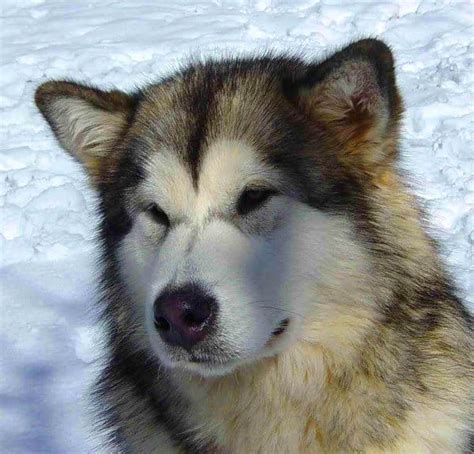 55 Alaskan Malamute Samoyed Husky Mix L2sanpiero