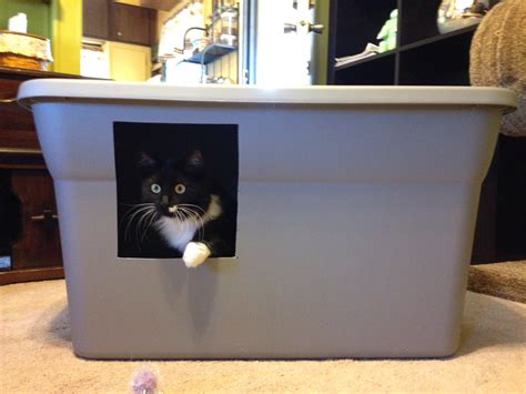 Homemade Cat Litter Box Enclosure Cats Are People Too Life