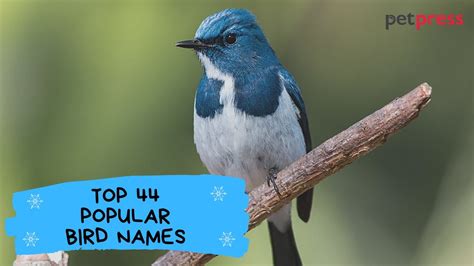 Top 44 Popular Bird Names Best Way To Name Your Bird Youtube
