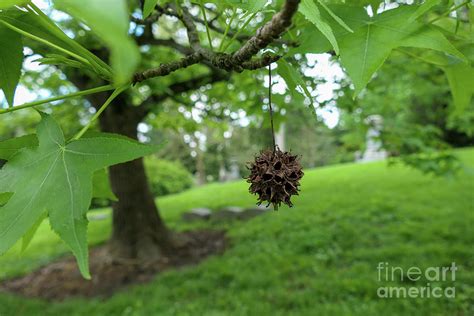 Spiky Burr Ball Hanging From The Tree Photograph By Bentley Davis Pixels