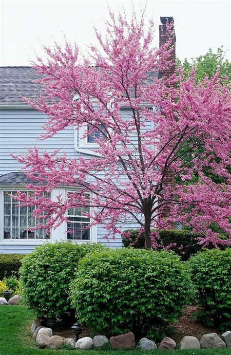 Redbud Is The Perfect Tree For Smaller Yards Where It Will Provide 3