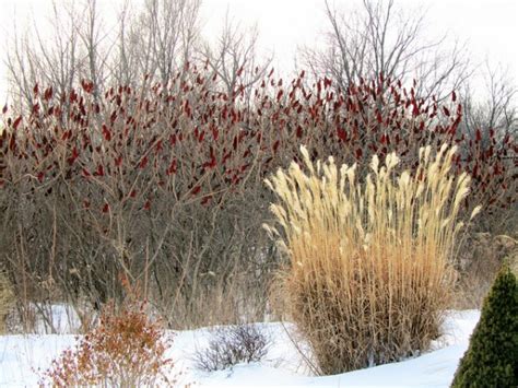 Appreciating Grasses In Winter Homestead Gardens Inc Homestead