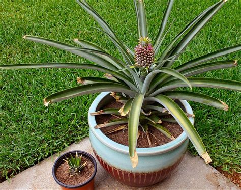 How To Grow A Pineapple Top Quiet Corner
