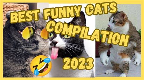 Best Funny Cats Compilation 2023😹😹😹 Try Not To Laugh Youtube