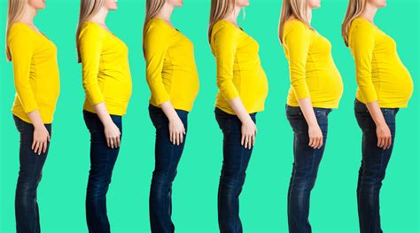 Pregnancy Bump Progression Pregnancywalls
