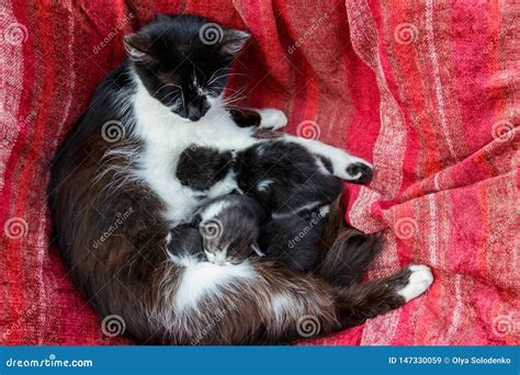 Cat Nursing Her Small Kittens Stock Image Image Of Kitty Breastfeed