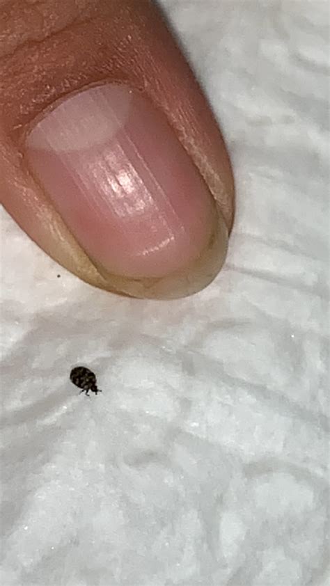 Little Black Bugs In House