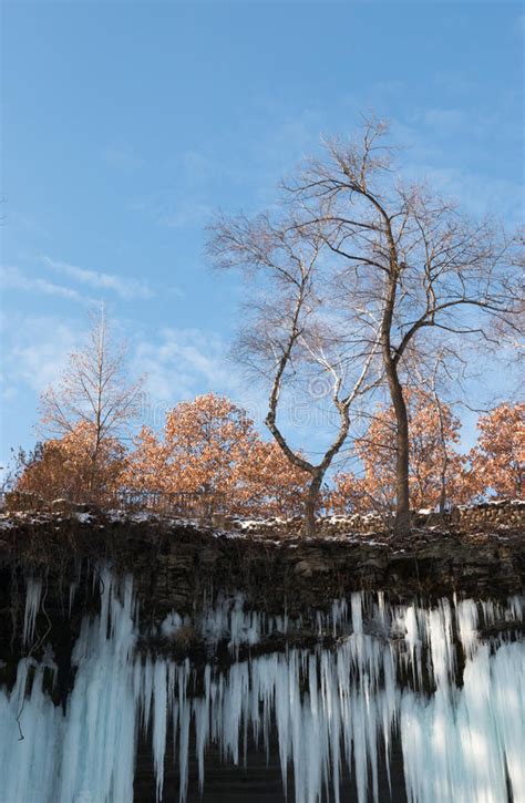 Tree Above Icicles Of Frozen Waterfall Stock Photo Image Of Snow